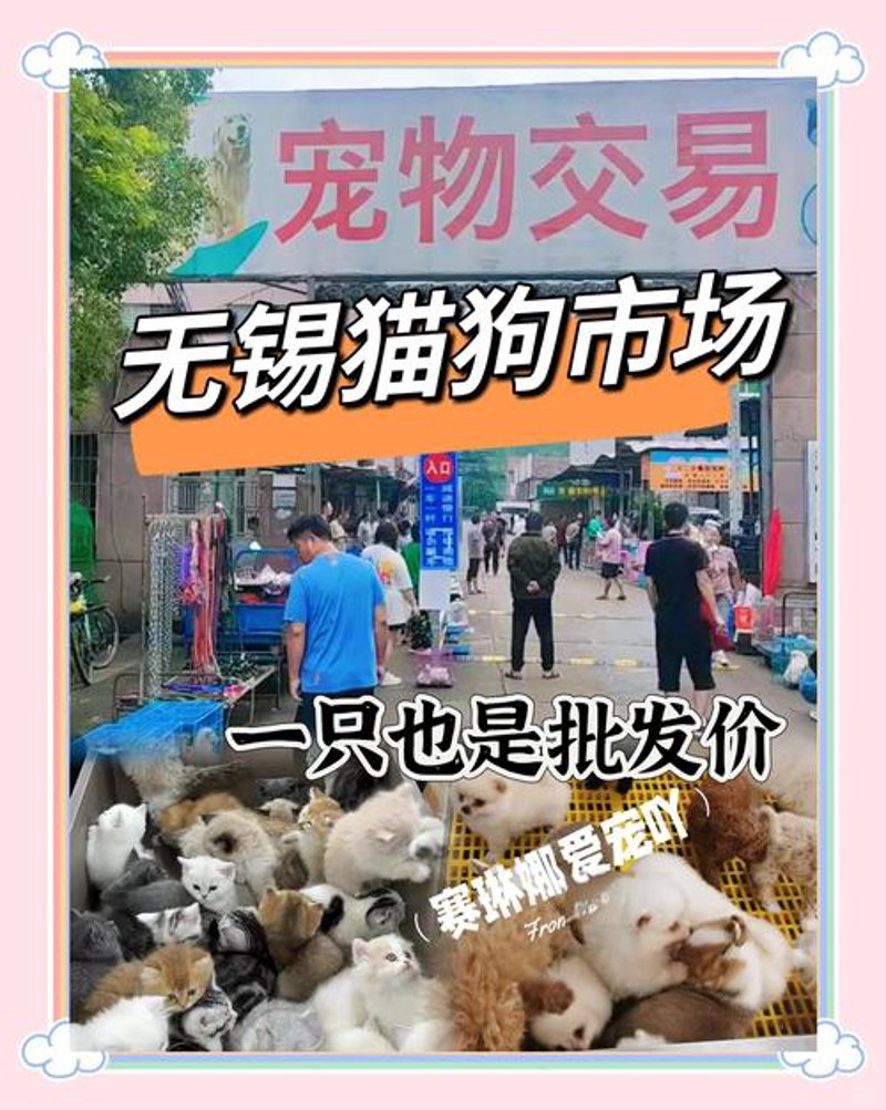 商贸风向标:西查商贸引领行业新潮流